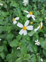 Bidens alba