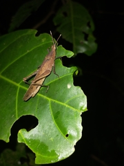 Desmoptera truncatipennis