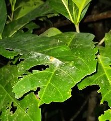 Poecilothomisus speciosus