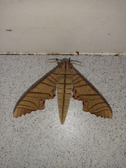 Marumba tigrina