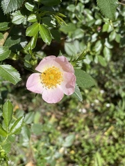 Rosa pouzinii