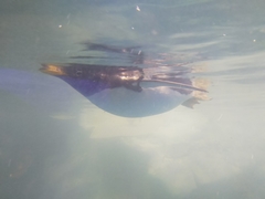 Pygoscelis