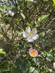 Rosa pouzinii