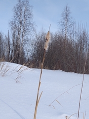 Typha latifolia
