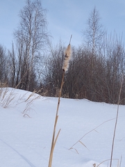 Typha latifolia