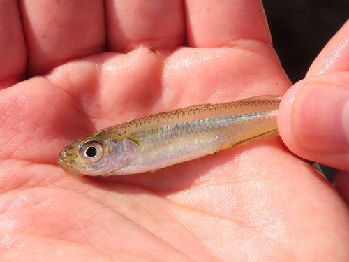 Big-scale Sand Smelt