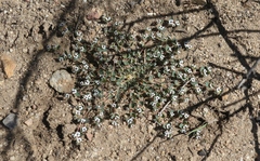 Euphorbia polycarpa polycarpa