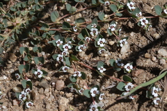 Euphorbia polycarpa polycarpa