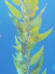 Ecklonia