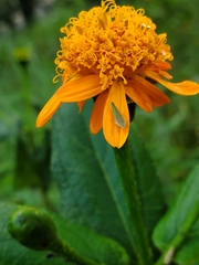 Graphocephala rufimargo