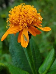 Graphocephala rufimargo