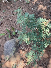 Indigofera setiflora