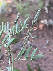 Indigofera setiflora