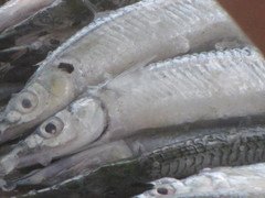 Hyporhamphus rosae