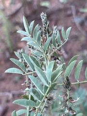 Indigofera setiflora