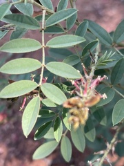 Indigofera setiflora