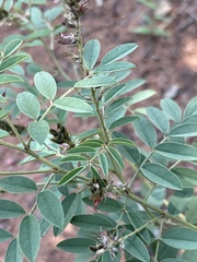 Indigofera setiflora