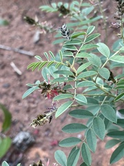 Indigofera setiflora
