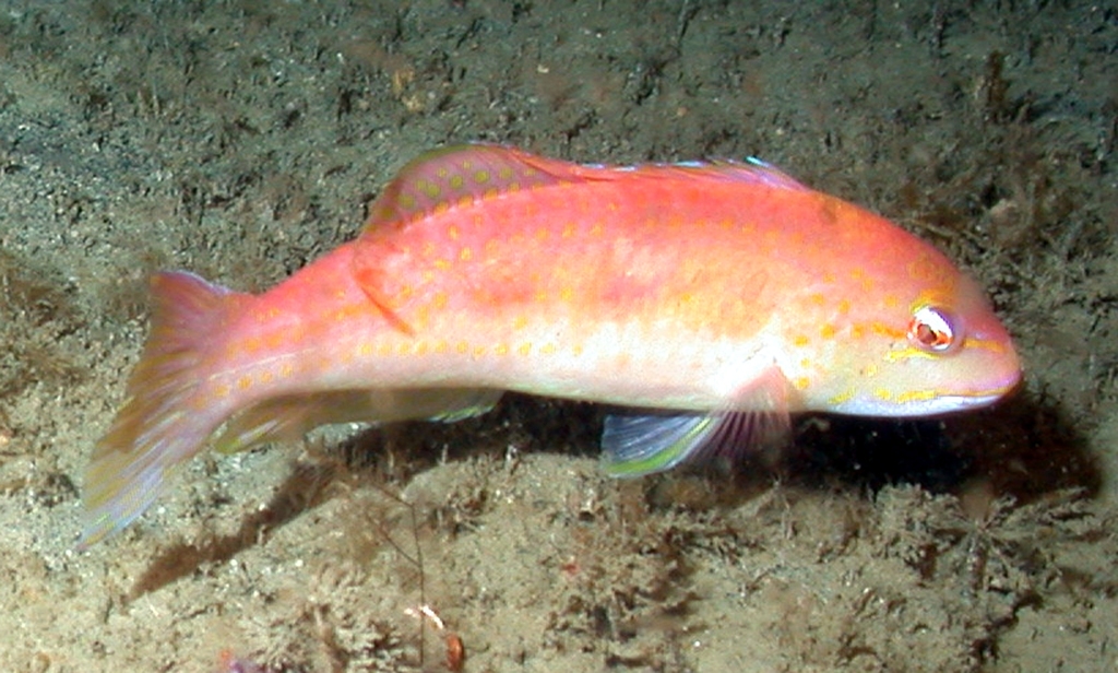 Red Hogfish