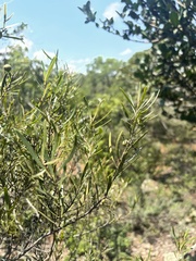Euclea linearis