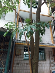 Alstonia scholaris
