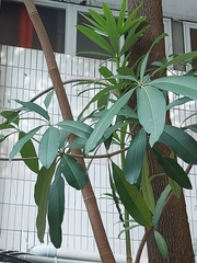 Alstonia scholaris