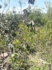 Euclea linearis