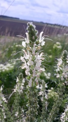 Salvia austriaca