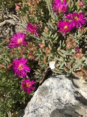 Lampranthus vernalis
