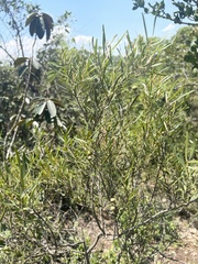 Euclea linearis