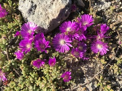 Lampranthus vernalis