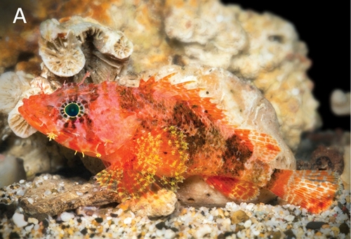 Stellate Scorpionfish