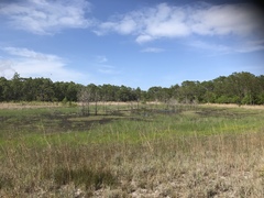 Sagittaria isoetiformis