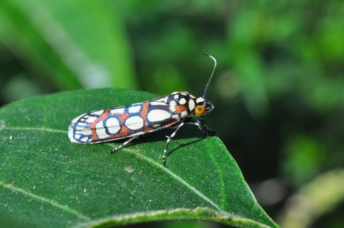 Cydosia submutata