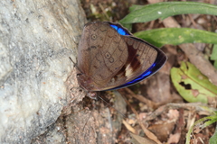 Eunica eurota