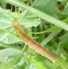 Lepidoptera