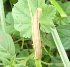 Lepidoptera