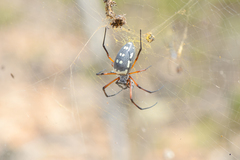 Trichonephila sumptuosa