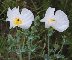 Argemone hunnemannii