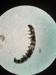 Acentria