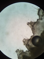 Acentria