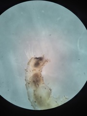 Acentria