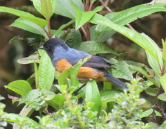 Conirostrum sitticolor