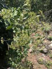 Heteromorpha arborescens frutescens