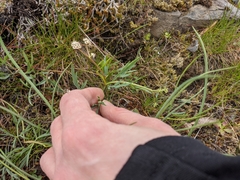 Lomatium piperi