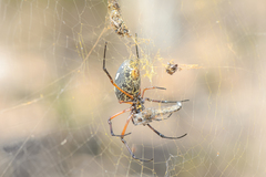 Trichonephila sumptuosa