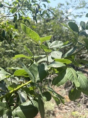 Heteromorpha arborescens frutescens