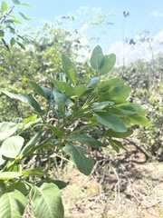 Heteromorpha arborescens frutescens