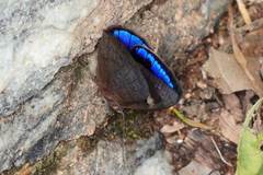 Eunica eurota