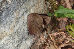 Eunica eurota